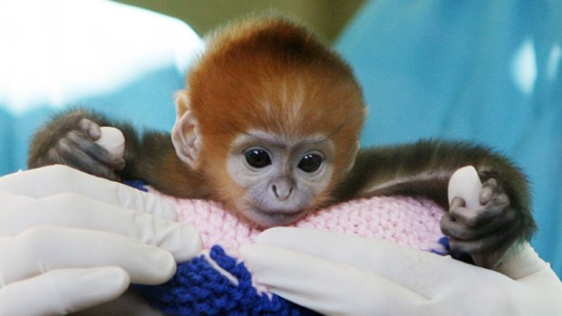 Elke, a five-day-old francois langur, makes her media debut at Taronga Zoo's Wildlife Hospital.