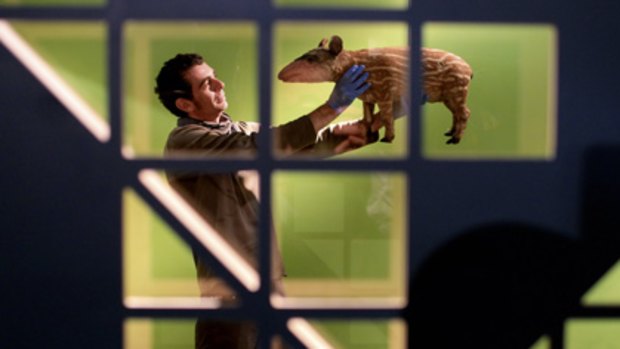 Biodiversity alive and kicking...designer Tanguy Le-Moing prepares a stuffed tapir for the Australian Museum's biodiversity exhibition.