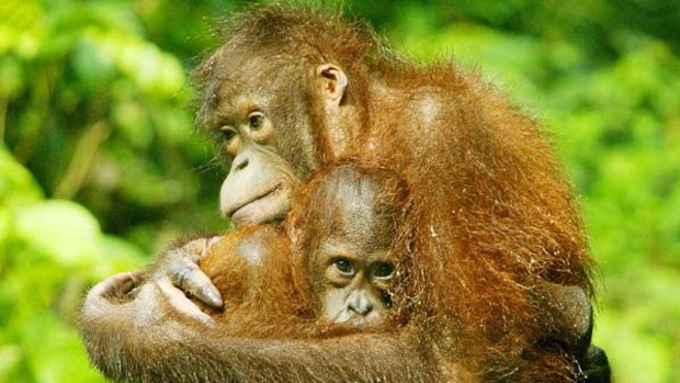 The Semenggoh Orang-utan Wildlife Centre is home to 24 semi-wild orang-utans.