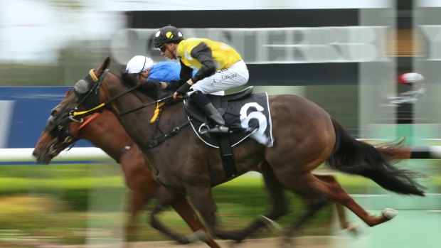 Aiming high: The Ben Smith-trained In Her Time (yellow silks) wins at Canterbury on New Year's Eve.
