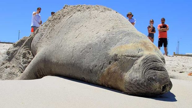 A sub-Antarctic elephant seal takes a break at Sorrento beach.