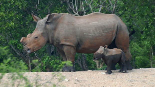 At risk:  A de-horned white rhino with calf.