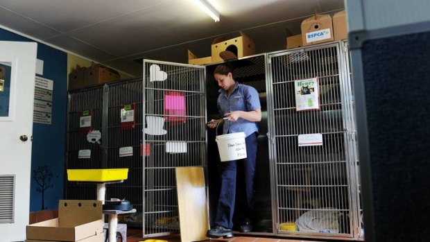 Olympic champion Alicia Coutts  cleans out a cat cage at the RSPCA yesterday.