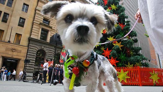Bonnie a Shihtzu cross breed, saved by Doggie Rescue in Sydney.
