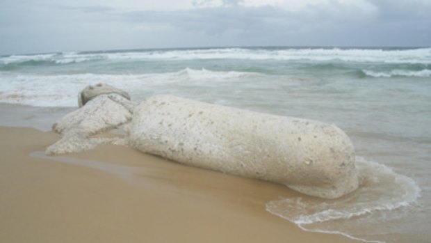 The dead sperm whale at Kawana.