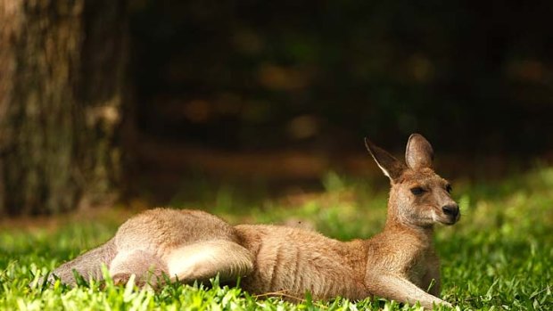 Kangaroo meat has less fat than beef.