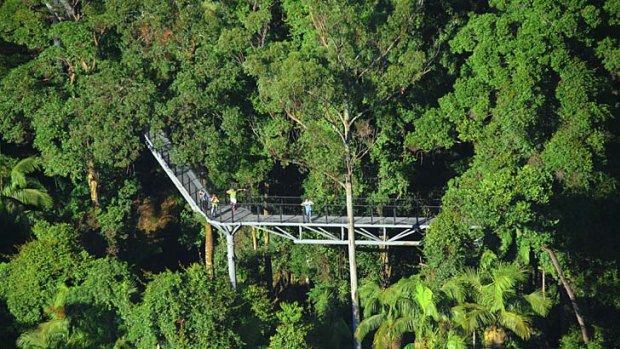 High on the Tamborine Forest Skywalk.