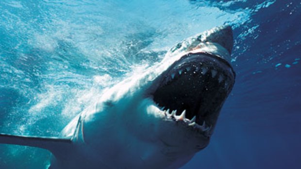 Great white sharks to be tagged and monitored.