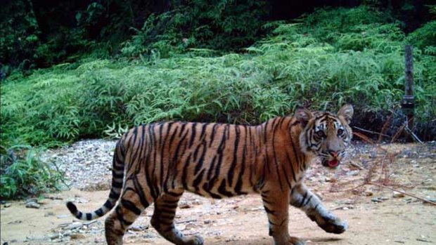 Protection? . . . . People will be able to adopt Sumatran tigers under a new plan devised by the Indonesian  Government as a way of saving the species.