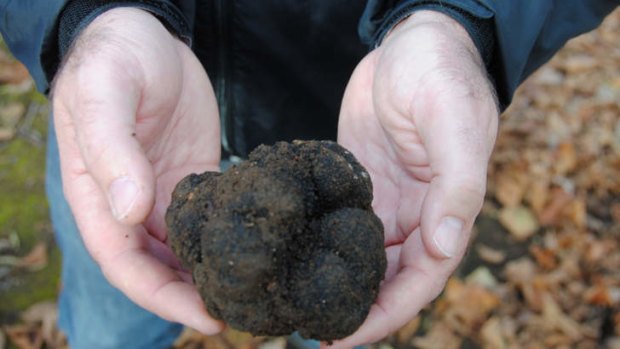 A fresh truffle.