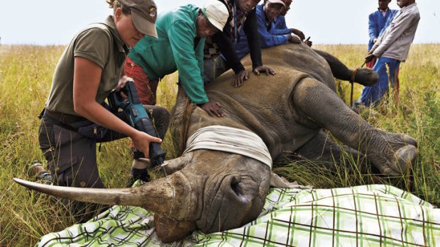 Fighting back … a rhino on a South African game reserve is dehorned as a precautionary anti-poaching measure.
