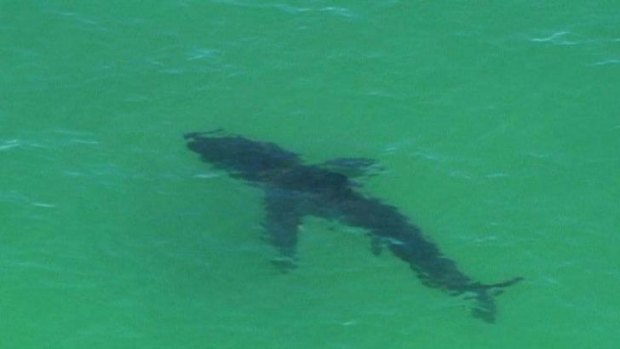 A shark spotted off Byron Bay.