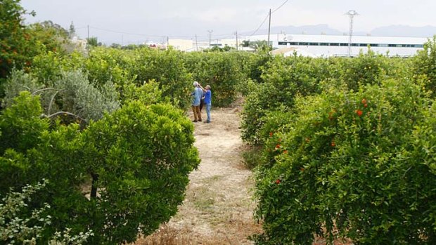 Grisly discovery: the lemon grove where Spanish police found the bodies of Ingrid Visser and her partner Lodewijk Severein.