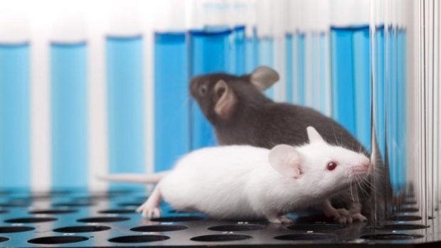 Scientisits have managed to replicate Tourette syndrome in mice. 