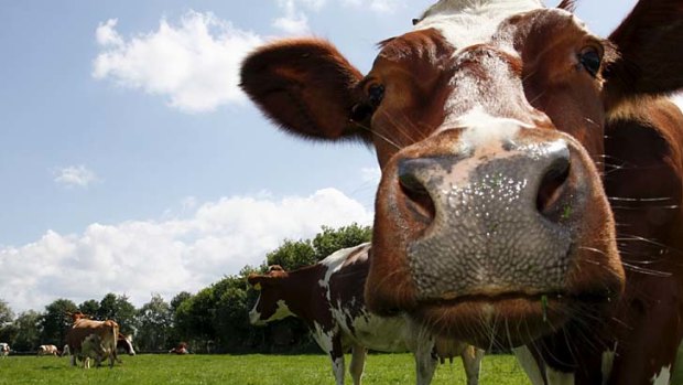 A Chinese investment company are seeking a stake in Australia's largest dairy-farming operation.