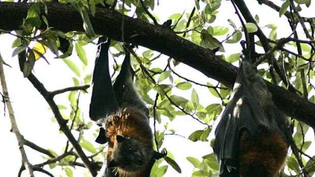 Wildlife Queensland believes dispersing or culling flying-foxes is not the solution to fighting Hendra virus.