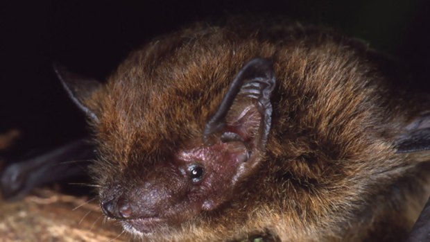 Bats facing extinction.