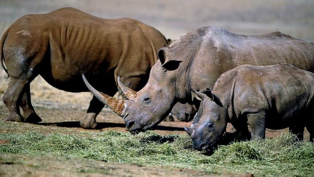 Rhinoceri graze in a reserve in Krugersdorp, South Africa.
