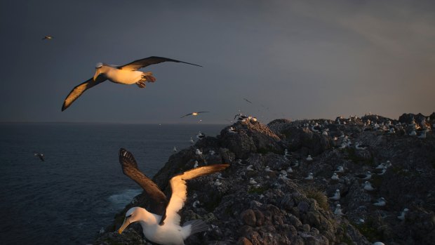 Photographer Matthew Newton has been documenting life on the remote Albatross Island.
