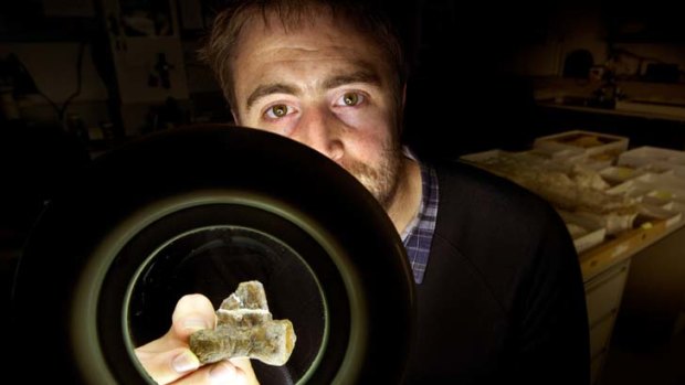Discovered &#8230; Museum Victoria palaeontologist Erich Fitzgerald examines the bone of a new species of Australian dinosaur.