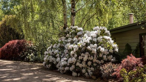 Rhododendrons thrive at Deborah Mullins' studio and garden, at her 16-hectare Hesket property.