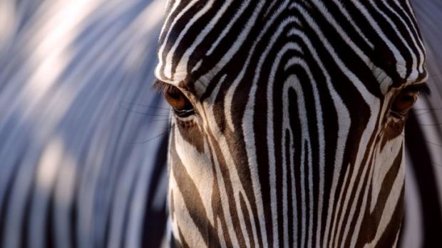 Hiding in plain sight: Zebras have stripes to deter biting insects, scientists say.