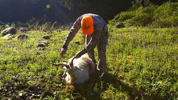 Hunting will be allowed in state forests again.