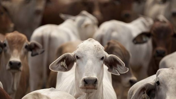 "Bloody happy" ... cattle exports to Indonesia will begin again next week.