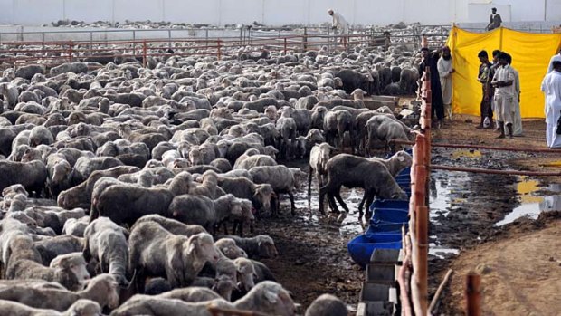 Holding pen ... labourers tend more than 20,000 Australian sheep at a feedlot in Bin Qaisim. A Pakistani importer won an injunction to stop the sheep being culled.
