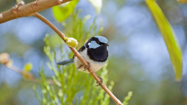A study has found that some bird species choose not to reproduce in order to guard the nests of their close relatives.