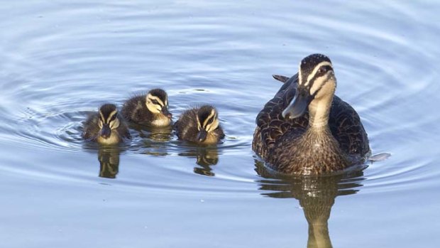 Dominant ... Pacific black ducks in Centennial Park. Richard Kingsford of the University of NSW says other species headed west.