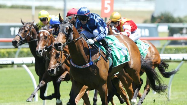 Back for more: Tim McIntosh will be hoping Star Shaft can win another Highway Handicap.