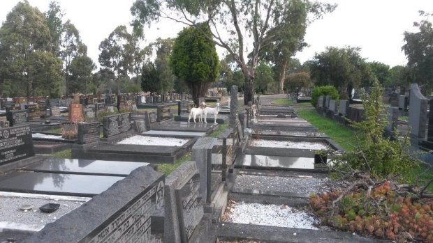 Sydney's Rookwood Cemetery is facing internal conflict and turmoil.
