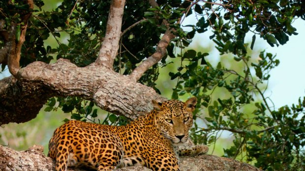 Spotted: A leopard in the Yala National Park.
