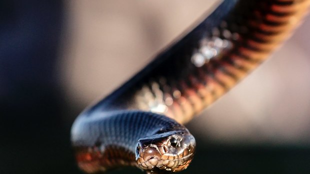 Queensland snake catcher warns of snakes in drains