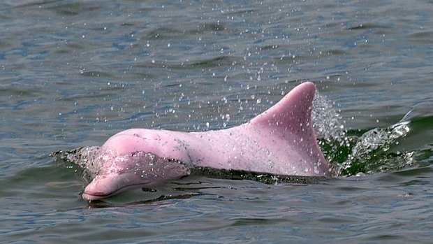 A Chinese white dolphin, nicknamed the pink dolphin, in Hong Kong.