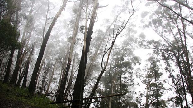 Spiritual signpost ... Mount Gulaga is shrouded in a mist the Yuin people call a "possum cloak".