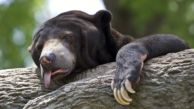 Paws for relief &#8230; a sun bear reacts to record temperatures of almost 40 degrees at a zoo in Omaha.