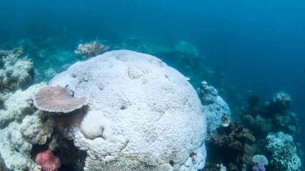 Another coral bleaching event is unfolding over parts of the Great Barrier Reef for the second year in a row.