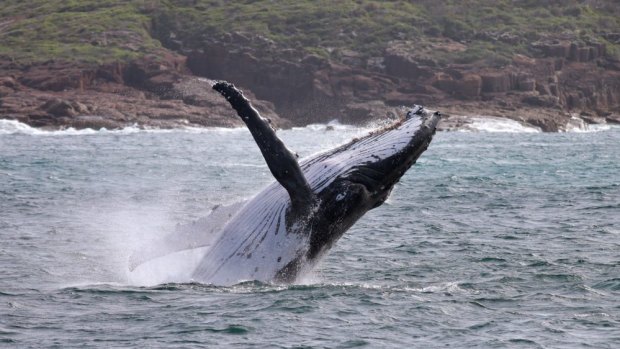 WA is seeing an increasing number of whales who become beached on our shoreline. 