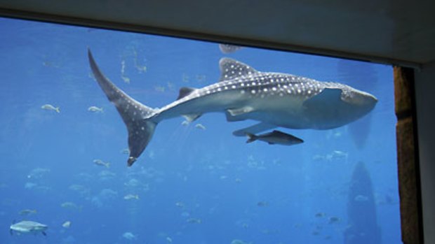 Wildlife activists claim the Atalantis hotel's whale shark life is in danger.