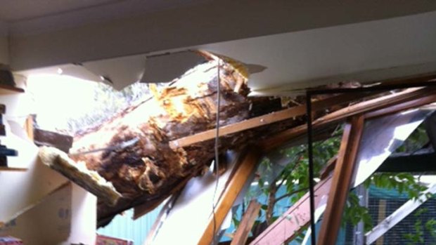 Lucky no one was home ... the 40m tree crashed through the house after being blown over yesterday.