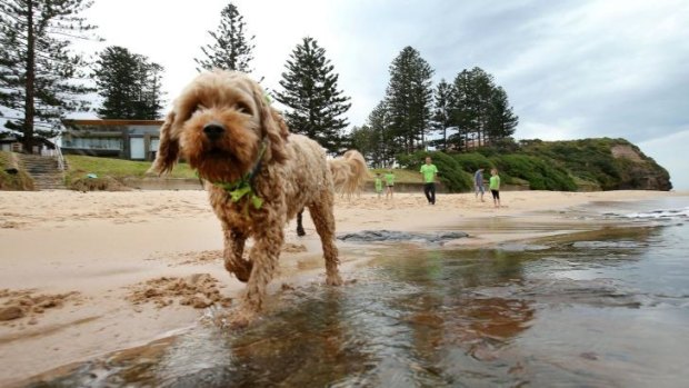 Charlie, with the Hurley family of Wollongong, at Little Austinmer Beach. 