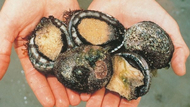 Tim Winton woke one day to see the shoreline covered in dead or dying abalone. 