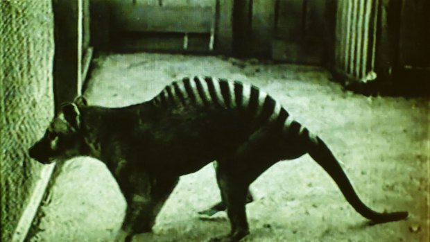 The thylacine: subject of a "pathetic" documentary on Animal Planet.