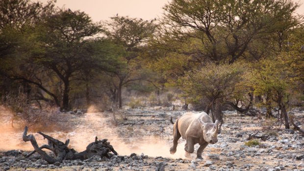 A black rhino in Etosha National Park.