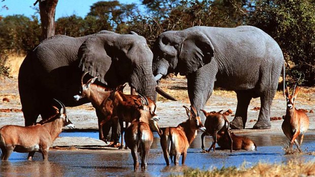 Beauty and beasts ... animal numbers in the Okavango Delta, Botswana, are declining.