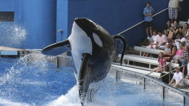 'Hell unleashed' ...An orca performas at Sea World Orlando.