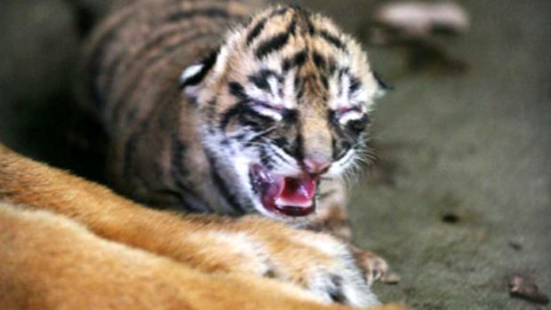 This newborn Sumatran tiger cub is one of only 250 thought to be still alive in the wild.