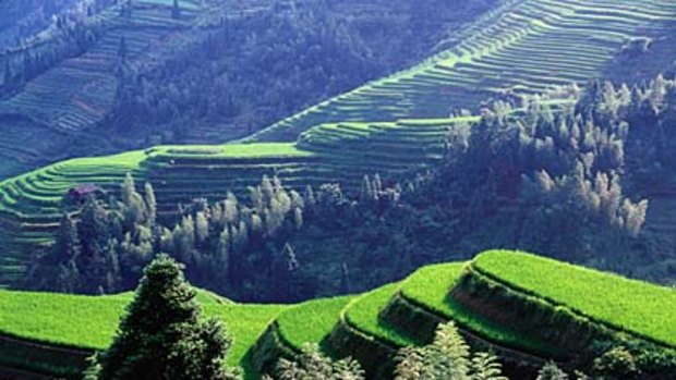 Work of art ... the rice terraces of Ping'an.